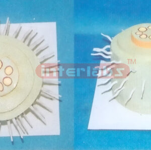 PLANT MONOCOT ROOT ANATOMICAL MODEL Exporter & Educational L