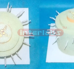 PLANT DICOT ANATOMICAL ROOT MODEL Exporter & Educational Lab