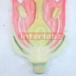 PLANT FLOWER STRUCTURE MODEL Exporter & Educational Laborato