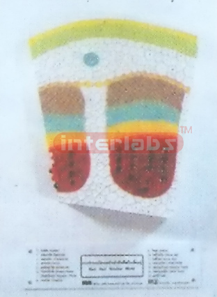DICOT STEM STRUCTURE MODEL Exporter & Educational Laboratory