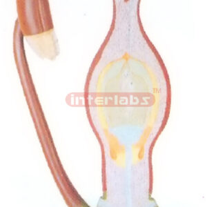 ANGIDSPERM FERTILIZATION MODEL Exporter & Educational Labora