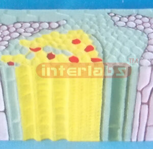 DICOT PLANT CONDUCLING BUNDLES MODEL Exporter & Educational