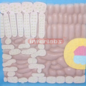DICOT LEAF ANAT-ENLARGED MODEL Exporter & Educational Labora