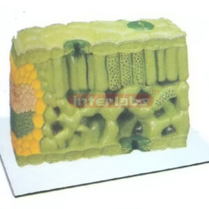 PLANT ANGIOSPERM LEAF MODEL Exporter & Educational Laborator