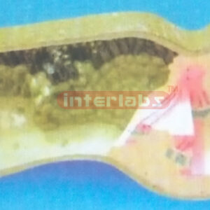 LEAF STRUCTURE MODEL Exporter & Educational Laboratory Equip