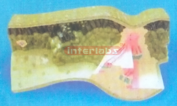 LEAF STRUCTURE MODEL Exporter & Educational Laboratory Equip