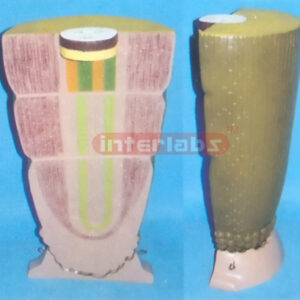 PLANT DICOT ROOT MODEL Exporter & Educational Laboratory Equ