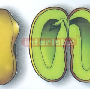 DICOTYLEDON BEAM SEED MODEL Exporter & Educational Laborator
