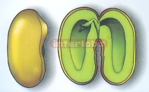 DICOTYLEDON BEAM SEED MODEL Exporter & Educational Laborator