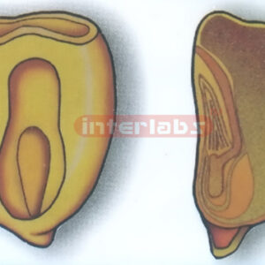 MONOCOTYLEDON CORN SEED MODEL Exporter & Educational Laborat
