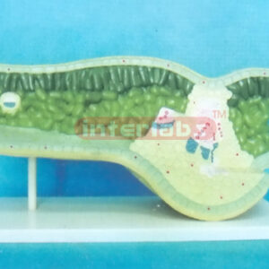GIANT ANATOMICAL MODEL OF LEAF STRUCTURE Exporter & Educatio