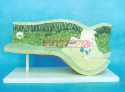 GIANT ANATOMICAL MODEL OF LEAF STRUCTURE Exporter & Educatio