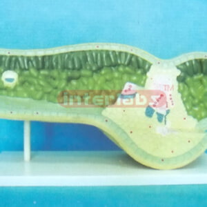 SMALL ANATOMICAL MODEL OF LEAF STRUCTURE Exporter & Educatio