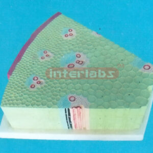 GIANT ANATOMICAL MODEL OF THE MONOCOTYLEDON STEMS Exporter &