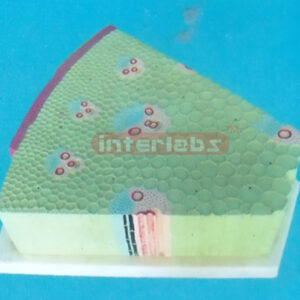 SMALL ANATOMICAL MODEL OF THE DICOTYLEDON STEMS Exporter & E