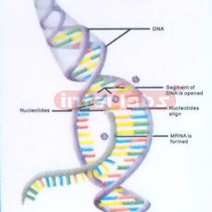 HANGING HUMAN PROTEIN STRUCTURE MODEL Exporter & Educational