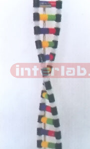DNA STRUCTURE Exporter & Educational Laboratory Equipment Su
