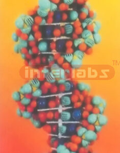 EXTRA SPHERE DNA DOUBLE HELIX MODEL Exporter & Educational L