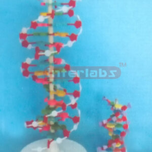 DNA DOUBLE HELIX MODEL Exporter & Educational Laboratory Equ