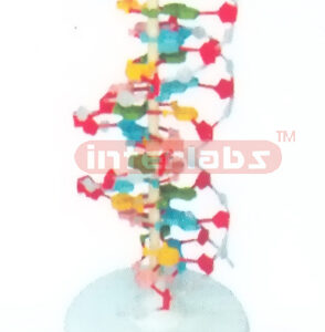 BIG DNA DOUBLE HELIX MODEL Exporter & Educational Laboratory