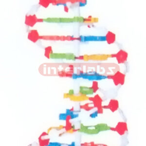 MIDDLE DNA DOUBLE HELIX MODEL Exporter & Educational Laborat