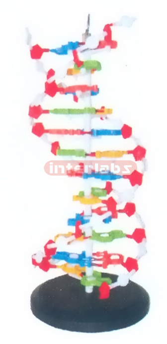 MIDDLE DNA DOUBLE HELIX MODEL Exporter & Educational Laborat