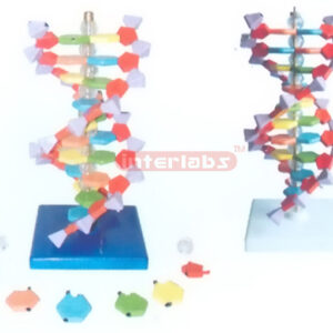 SMALL DNA DOUBLE HELIX MODEL Exporter & Educational Laborato