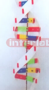DNA ACTIVITY MODEL Exporter & Educational Laboratory Equipme