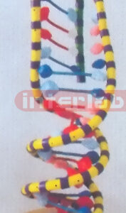 DNA CHEAPER DNA-MODEL Exporter & Educational Laboratory Equi