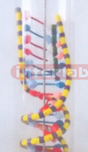 DELUXE DNA-MODEL Exporter & Educational Laboratory Equipment