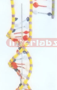 DNA MODEL Exporter & Educational Laboratory Equipment Suppli
