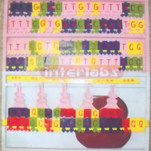 DNA MODEL AND COPY DNA Exporter & Educational Laboratory Equ
