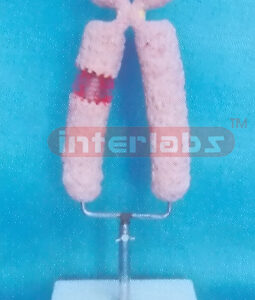 HUMAN CHROMOSOME MODEL Exporter & Educational Laboratory Equ