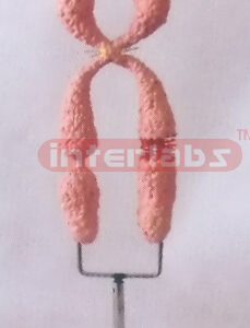 BIG HUMAN CHROMOSOME MODEL Exporter & Educational Laboratory