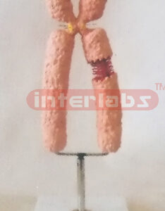 MIDDLE HUMAN CHROMOSOME MODEL Exporter & Educational Laborat