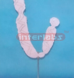 BIG HUMAN CHRO MOSOME ANATOMICAL MODEL Exporter & Educationa