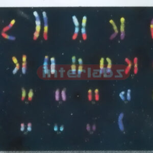 BODY CHROMATIN Exporter & Educational Laboratory Equipment S
