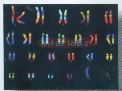 BODY CHROMATIN Exporter & Educational Laboratory Equipment S