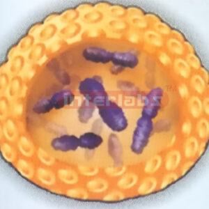 CELL ECLEAUS AND CHROMATIN Exporter & Educational Laboratory