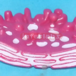 MODEL OF THE GOLGI COMPLE Exporter & Educational Laboratory