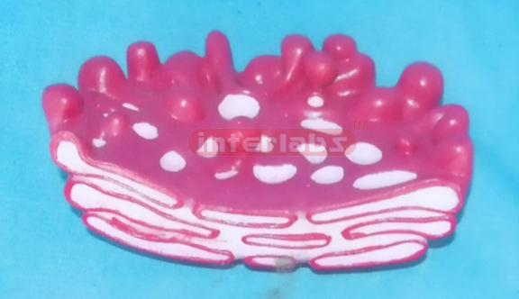 MODEL OF THE GOLGI COMPLE Exporter & Educational Laboratory