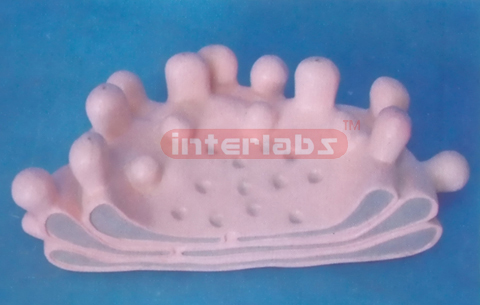 MODEL OF THE GOLGI COMPLEX Exporter & Educational Laboratory