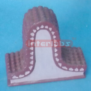 MODELOF MITOCHONDRION ELEMENTARY PARTICLE Exporter & Educati