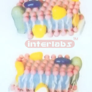 MODEL OF CELL MEMBRANE Exporter & Educational Laboratory Equ