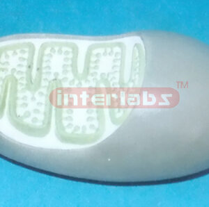 MODEL OF MITOCHONDRION Exporter & Educational Laboratory Equ