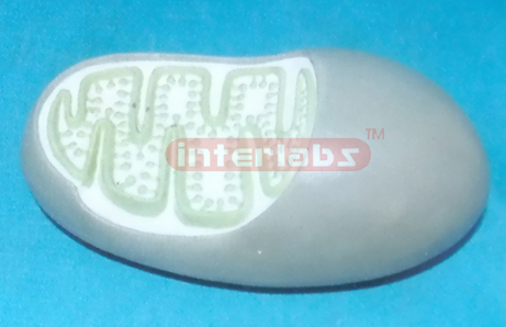 MODEL OF MITOCHONDRION Exporter & Educational Laboratory Equ