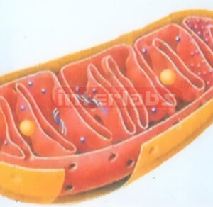 ADVANCED MITOCHONDRION MODEL Exporter & Educational Laborato