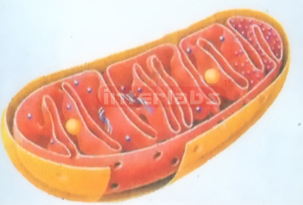 ADVANCED MITOCHONDRION MODEL Exporter & Educational Laborato