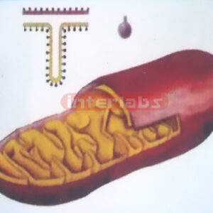 DELUXE MITOCHONDRION MODEL Exporter & Educational Laboratory