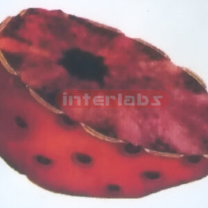HUMAN CELL NUCLEAR ENVELOPE MODEL Exporter & Educational Lab